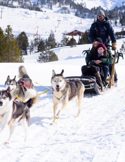 Dog Sledding Adventure