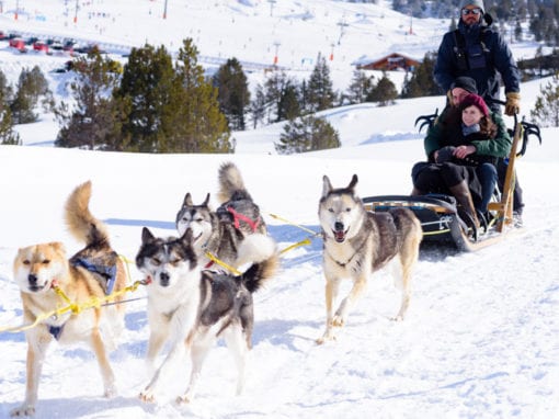 Dogsledding Adventure