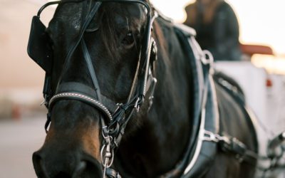 Horse-Drawn Carriage Rides