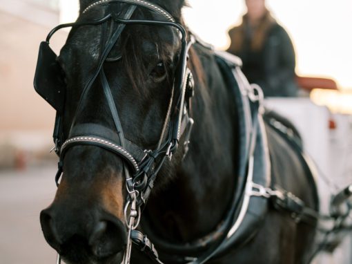 Horse-Drawn Carriage Rides