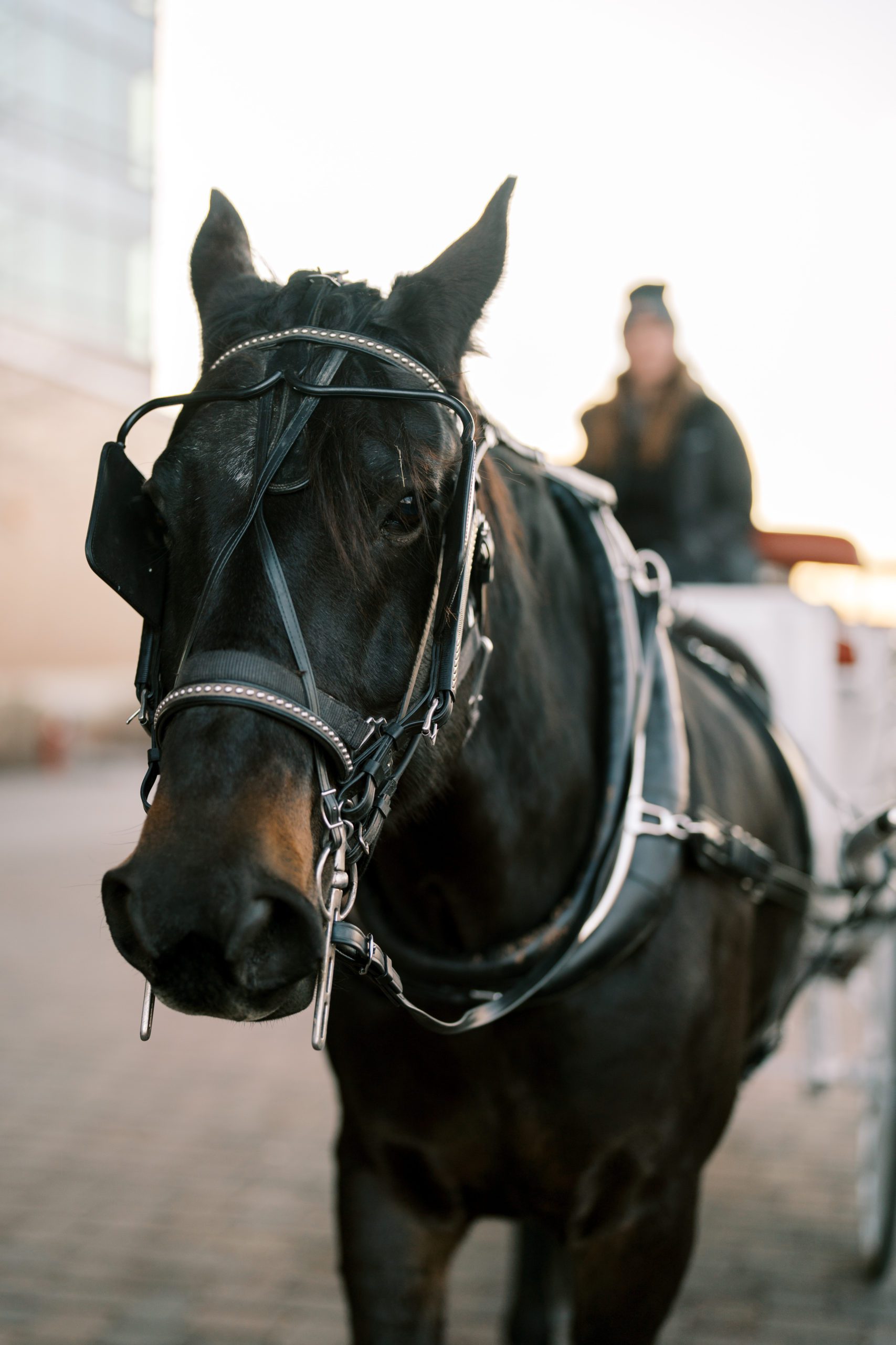 Horse-Drawn Carriage Rides